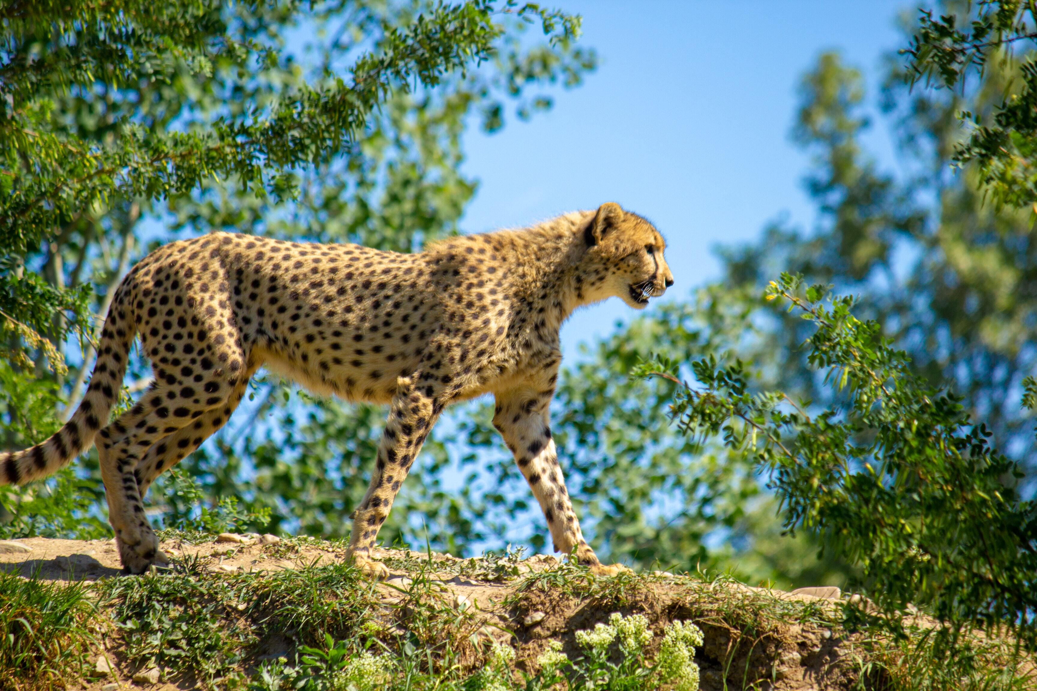 cheetah